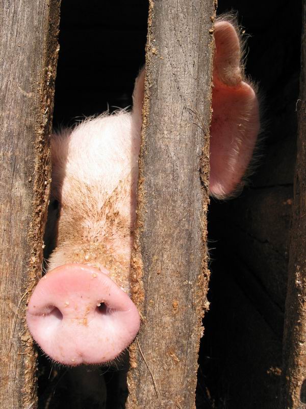 Nefalšovanej a libovej prasečí rypák